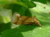 Aethes sp.